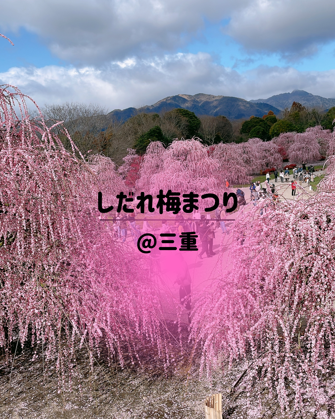 しだれ梅まつり