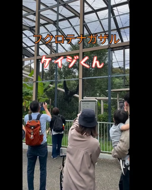 #ケイジくん #東山動植物園 #東山動物園 #フクロテナガザル