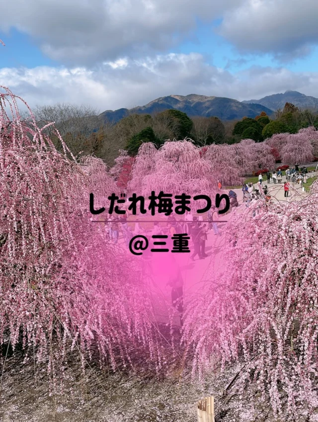 梅が見頃です。
#鈴鹿の森庭園
#しだれ梅まつり
#梅
詳細情報は👆プロフから